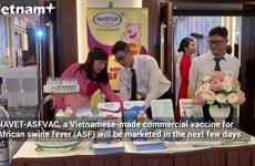 Viet Nam successfully produces African swine fever vaccine