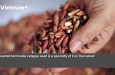 Roasted terminalia catappa seeds: The pride of Con Dao cuisine