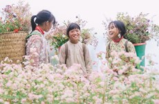 Buckwheat flower season in Ha Giang