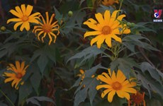 Wild sunflowers in full swing in Dien Bien