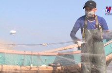 Quang Binh fishermen net bumper catches