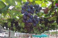 Vineyard on saline soil becomes tourist attraction