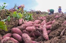 Vinh Long exports first batch of sweet potatoes to China