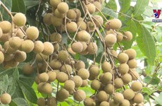 Hung Yen offers fascinating tours of longan orchards