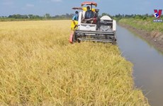 Vietnam to develop 1 mil. ha of low-emission high-quality rice