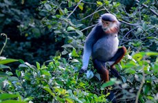 Red-shanked douc langurs in Da Nang attract international visitors