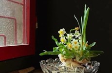 Daffodil tending: elegant hobby of Hanoians