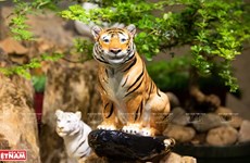 Local ceramics maker introduces stunning tiger figurines 