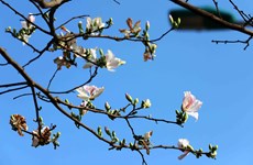Bauhinia flowers blooming on hillsides and street corners in Son La