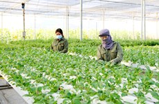 Hanoi strives to raise annual income for farmers to 70 million VND in 2023 