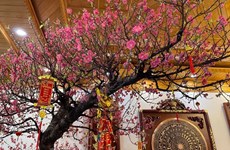 Why northerners often display peach blossoms during Lunar New Year