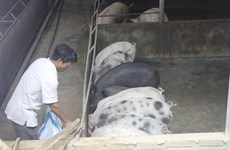 Black pigs “hunted” for Tet dishes
