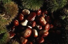 “Van” chestnuts paving the way for people in remote areas to escape from poverty