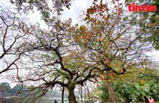 Hanoi in freshwater mangrove leaf changing season