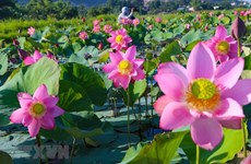 Lotus flowers in blossom in Da Nang city