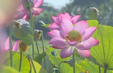 Late lotus season in Da Nang city