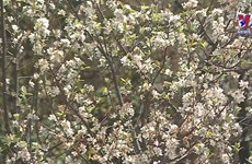 Docynia indica blossoms brighten northwest forests