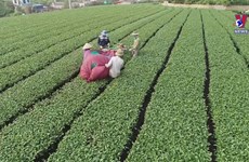 Moc Chau applying technology in tea production