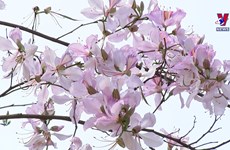 Ban flowers bloom white in Son La province