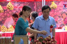 Hung Yen’s early-ripening hybrid lychees entering harvest season