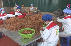 Vietnam becomes world’s biggest cinnamon exporter