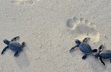 Protecting sea turtles on Con Dao Island