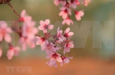 Wild Himalayan cherry blossoms brighten Da Lat city