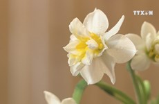 Daffodil dazzles Hanoians in Tet holiday