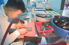 Freshwater pearl farming proves effective in Bac Giang