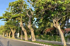 Age-old Indian-almond trees in Con Dao island