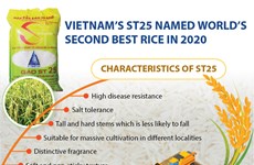 Vietnam’s ST25 named world’s second best rice in 2020