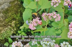 Buckwheat flower fields: check-in hotspot in Ha Giang 