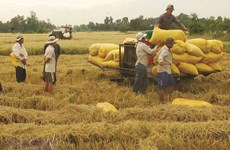 Vietnam exports rice to major markets