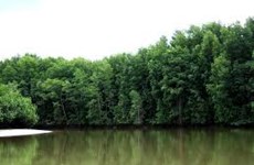 Locals join hands to plant mangrove forests