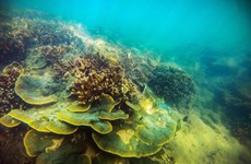Beauty of coral reefs in Ninh Thuan province