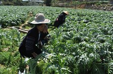 Sustainable development of medicinal plants in Lao Cai