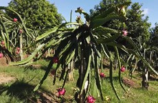  Red-flesh dragon fruit parlays success in Russia