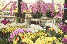 Spring flower festival, markets to be held in HCM City