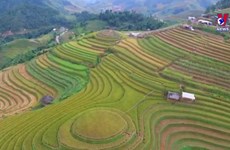 Mu Cang Chai terraces receive special national heritage certificate