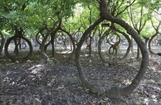 Visiting unique Sala tree garden in Ninh Thuan