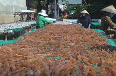Production of dried fish keeping Mekong Delta villages busy