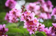 Purple crepe myrtle trees bloom along Hanoi streets