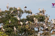 Endangered stork species spotted in Tay Ninh