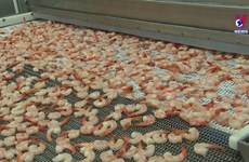 Australia increases shrimp import from Vietnam 