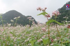 Ha Giang entering buckwheat flower season