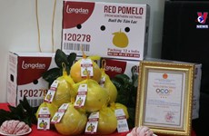 Vietnamese red-flesh pomelo enters UK market