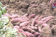  Sweet potatoes enter Chinese market via official channels