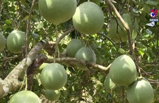Opportunities for Vietnamese pomelo to enter more markets