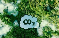 Vietnam earns 51.5 million USD from first forest carbon credit sale