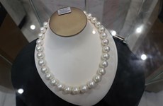 Phu Quoc pearl breeding a success